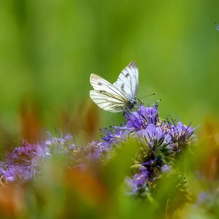 アパート Quindici Alberi Legnaia *