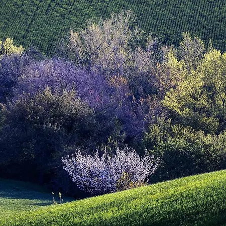 Quindici Alberi Legnaia Serra de' Conti