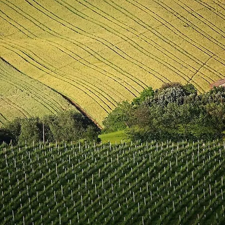 Quindici Alberi Legnaia * Serra de' Conti