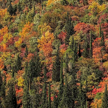 Quindici Alberi Legnaia アパート *