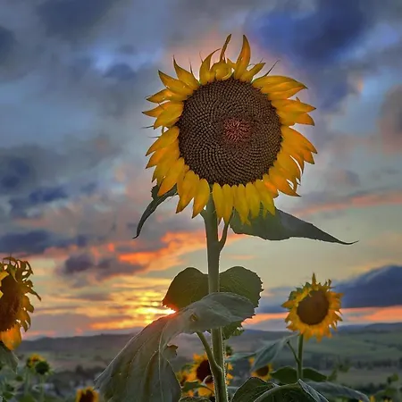 Quindici Alberi Legnaia *