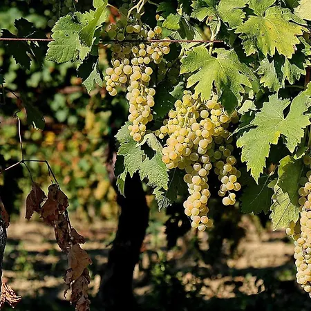 アパート Quindici Alberi Legnaia