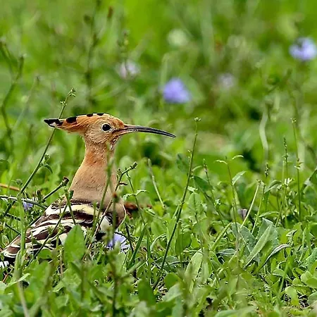 Quindici Alberi Legnaia アパート *