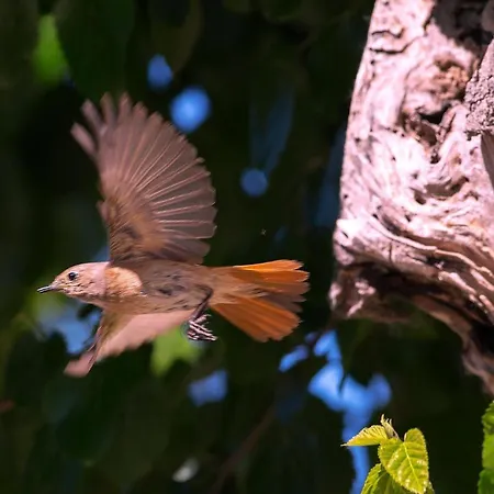 Quindici Alberi Legnaia アパート Serra deʼ Conti
