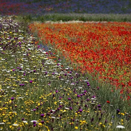 Quindici Alberi Legnaia * Serra deʼ Conti