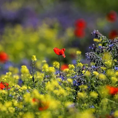Quindici Alberi Legnaia *